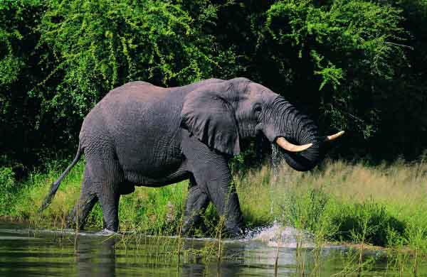 Elephant_drinking1
