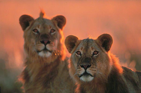 Young_male_lions1