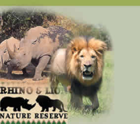 lion_rhino