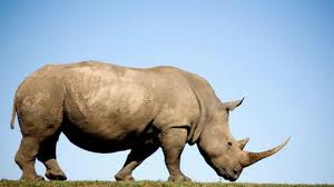 rhino
